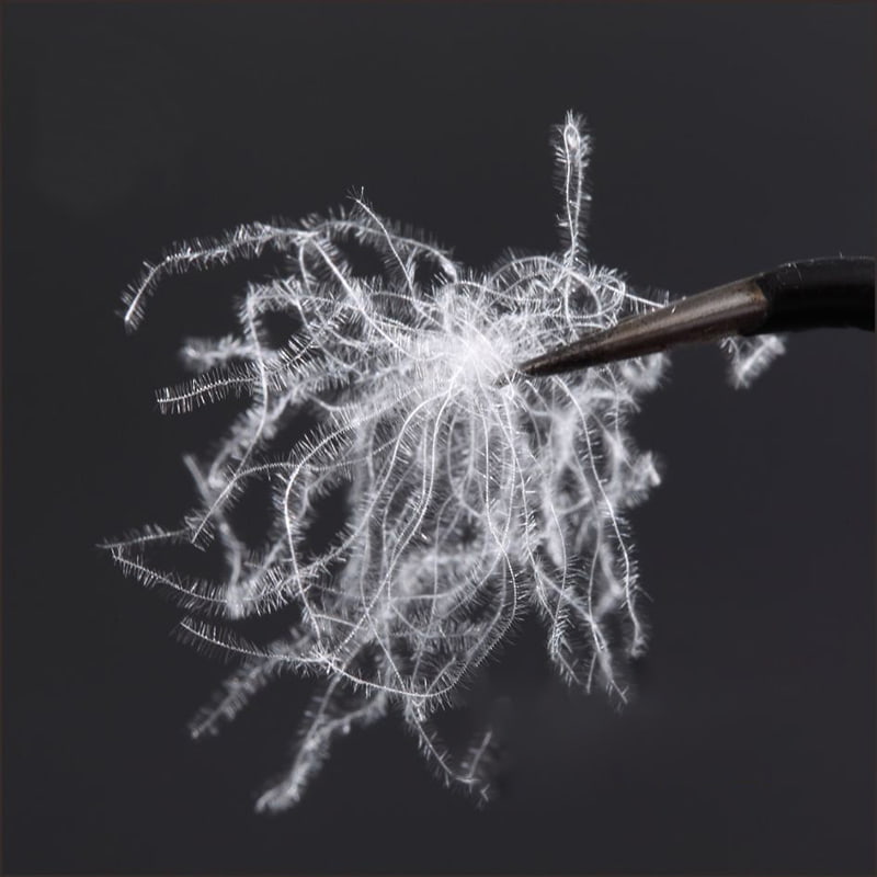 80 % rent vitt ankdun