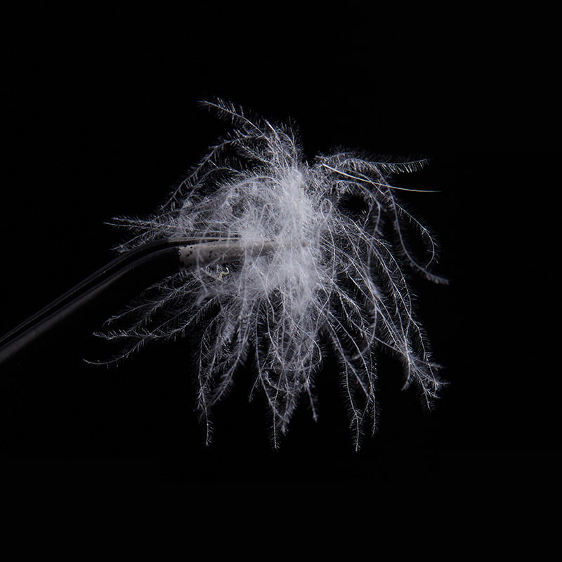 50 % rent vitt ankdun